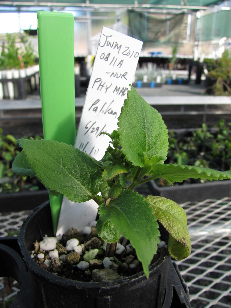 Largeleaf Phyllostegia photo 3