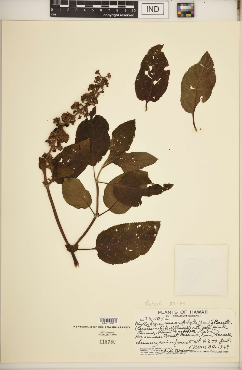 Largeleaf Phyllostegia photo 5