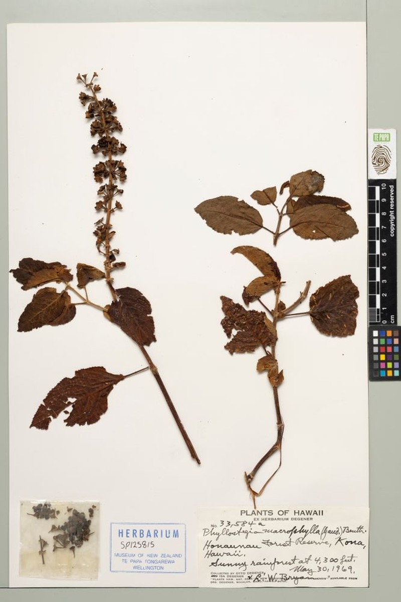 Largeleaf Phyllostegia photo 6