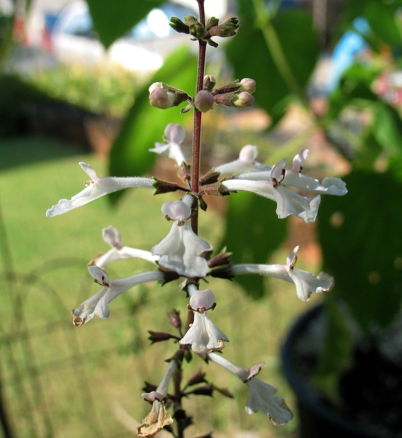 Waianae Range Phyllostegia photo 4