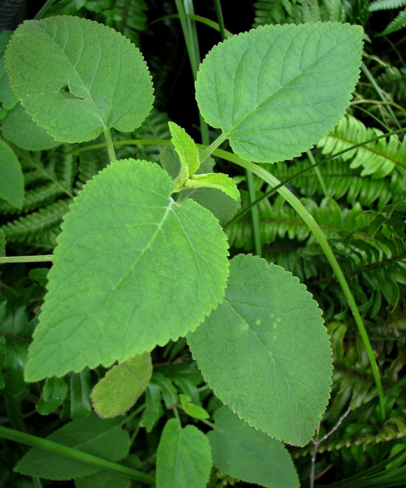 Waianae Range Phyllostegia photo 5