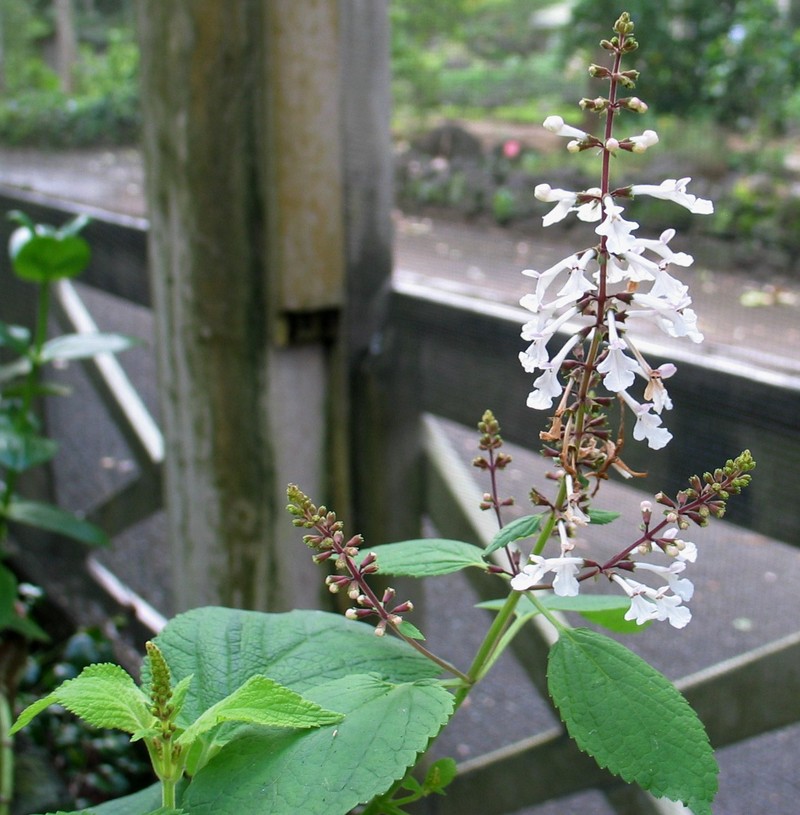 Waianae Range Phyllostegia