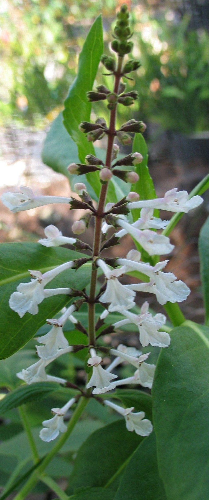 Waianae Range Phyllostegia photo 2