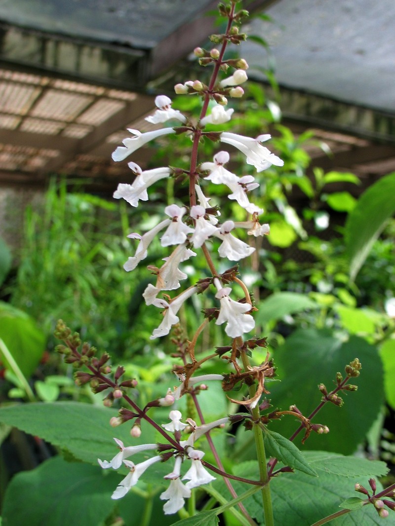 Waianae Range Phyllostegia photo 3