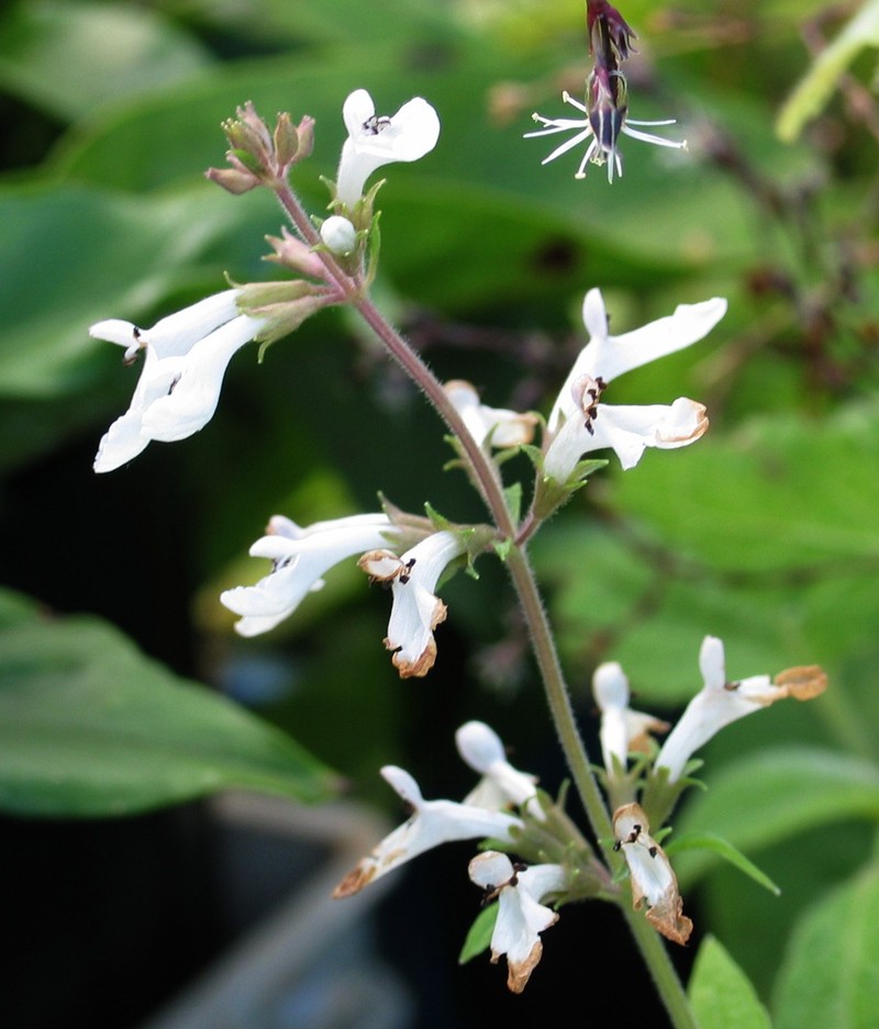 Smallflower Phyllostegia