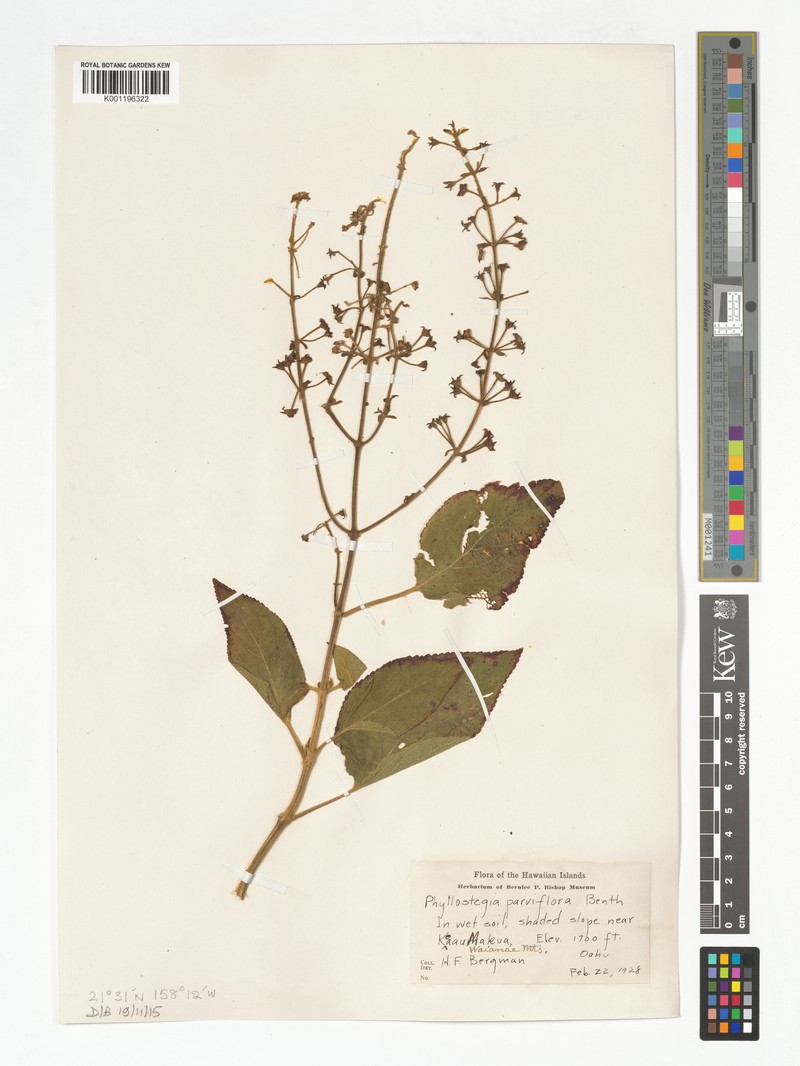 Smallflower Phyllostegia photo 3