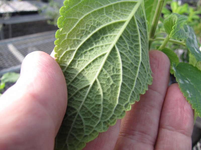 Pilose Phyllostegia photo 6