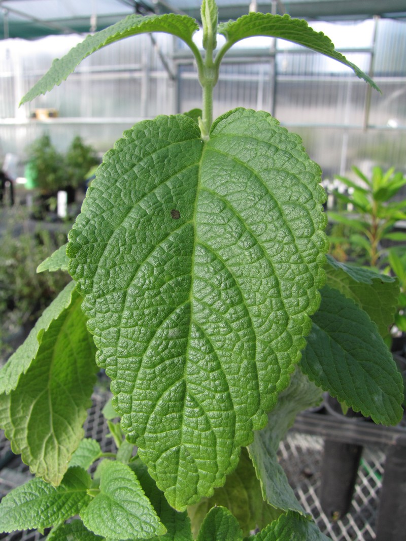 Pilose Phyllostegia photo 2