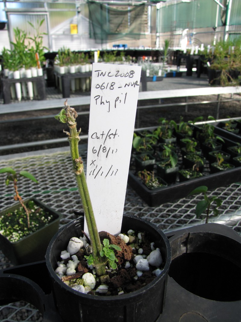 Pilose Phyllostegia photo 3