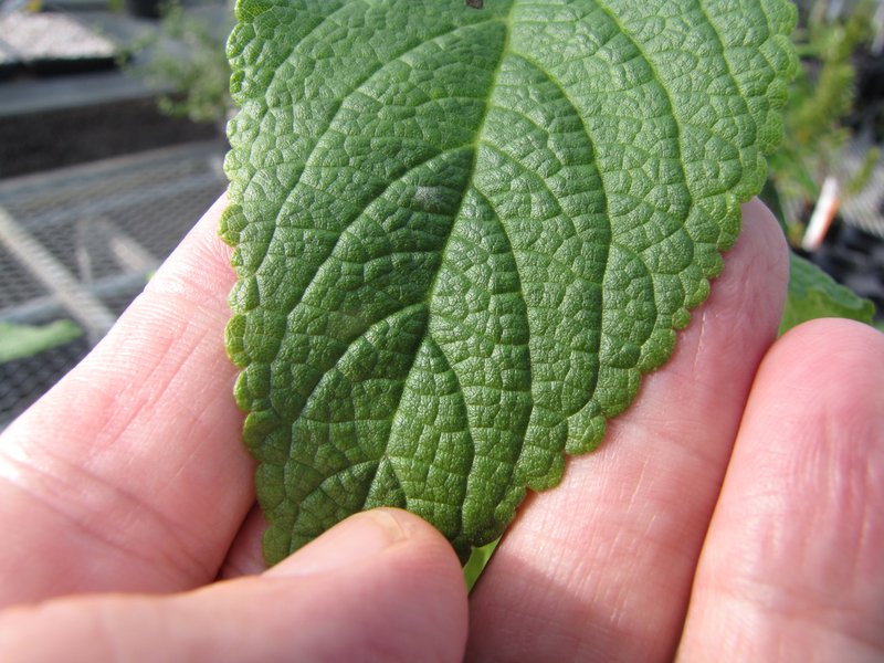 Pilose Phyllostegia photo 7