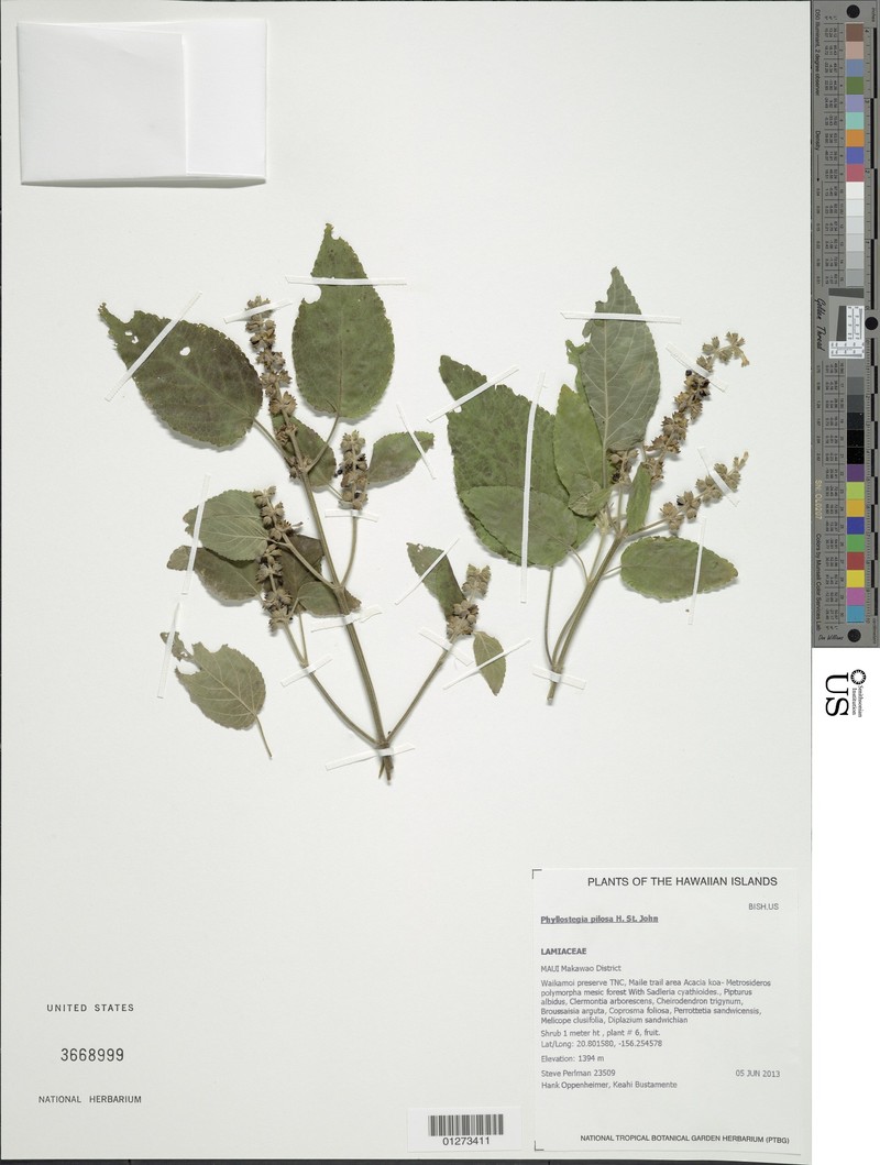 Pilose Phyllostegia photo 8