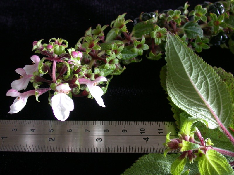 Red-Leaf Phyllostegia photo 2