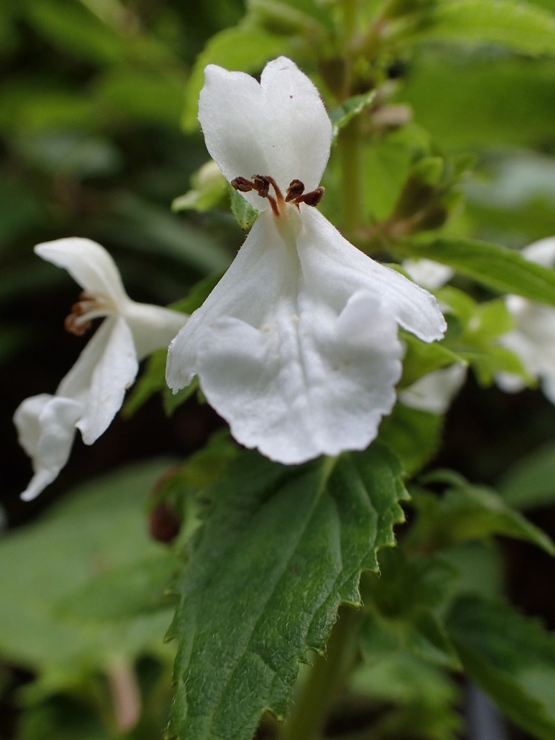 Red-Leaf Phyllostegia photo 3