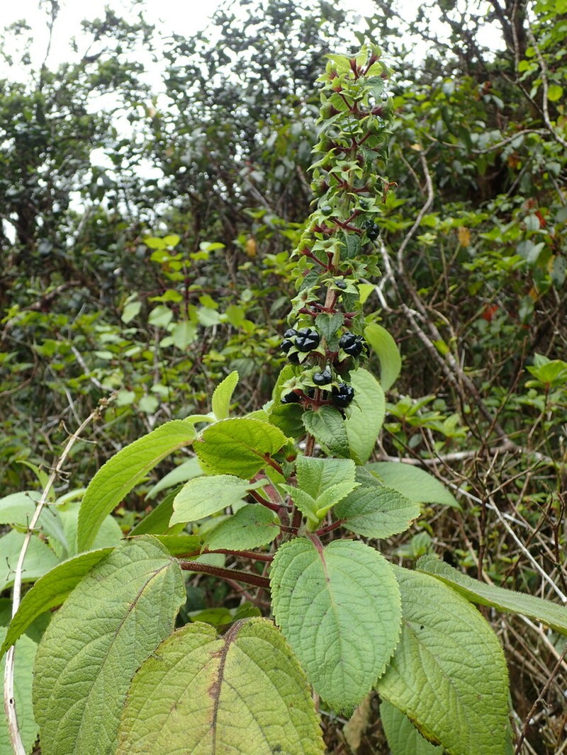Red-Leaf Phyllostegia photo 4
