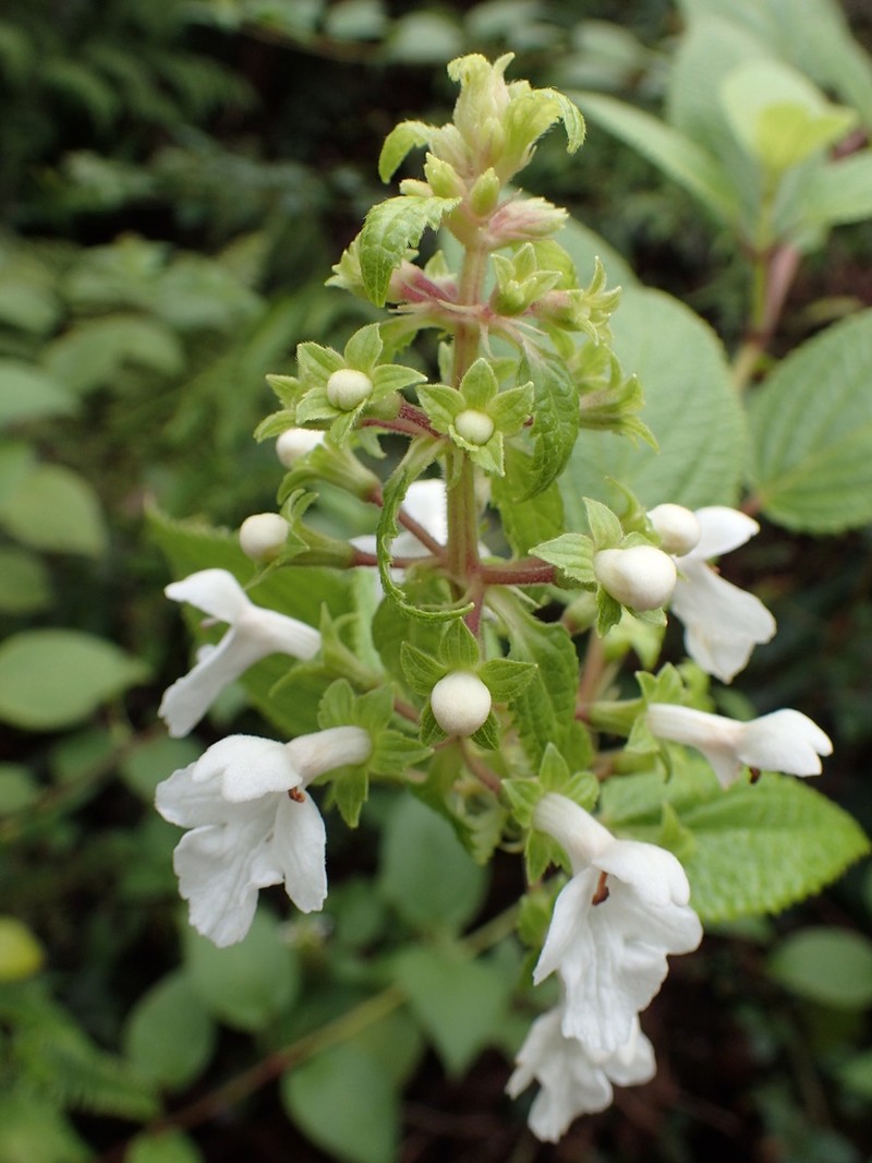 Red-Leaf Phyllostegia photo 6