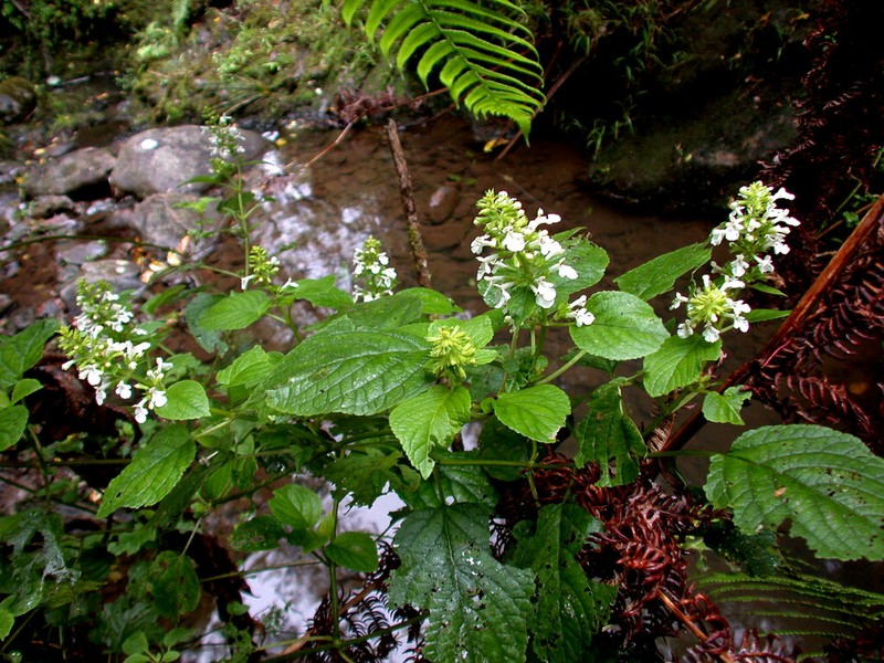 Maui Phyllostegia