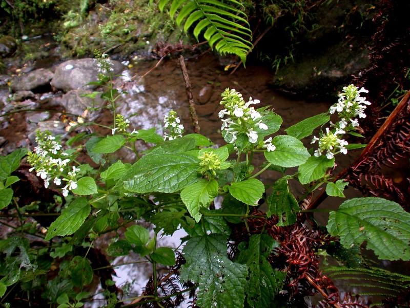 Maui Phyllostegia photo 2