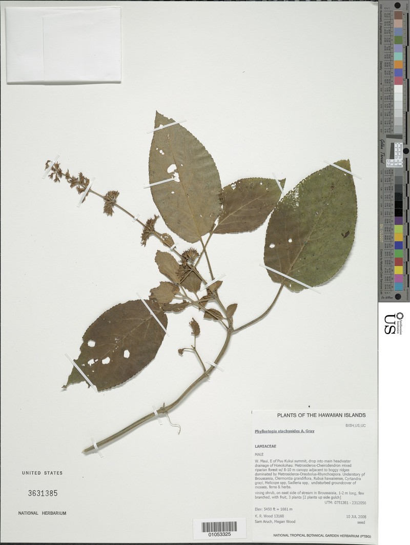 Maui Phyllostegia photo 3