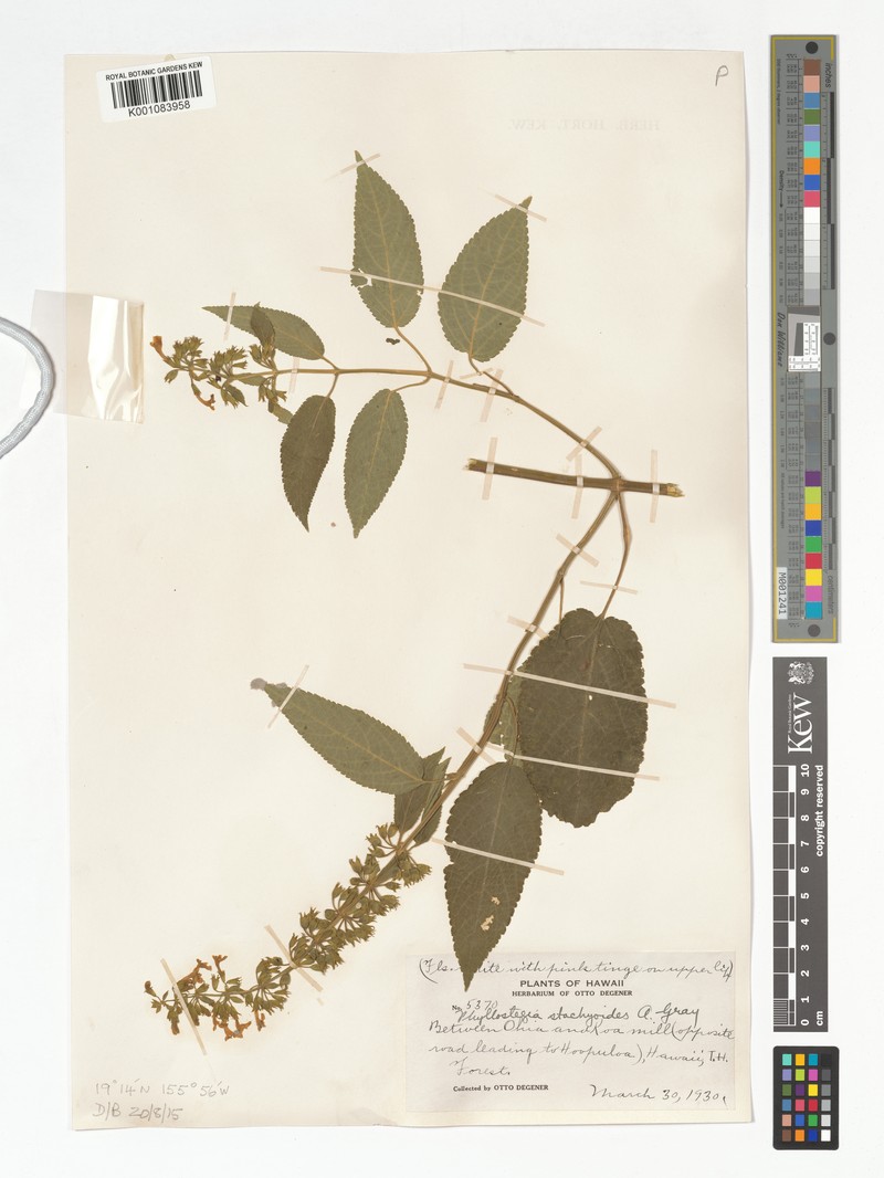 Maui Phyllostegia photo 4