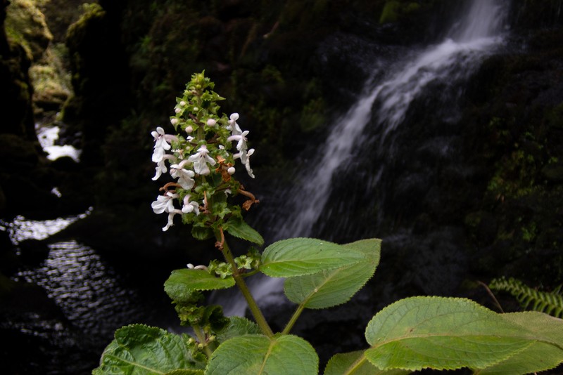 Streambed Phyllostegia