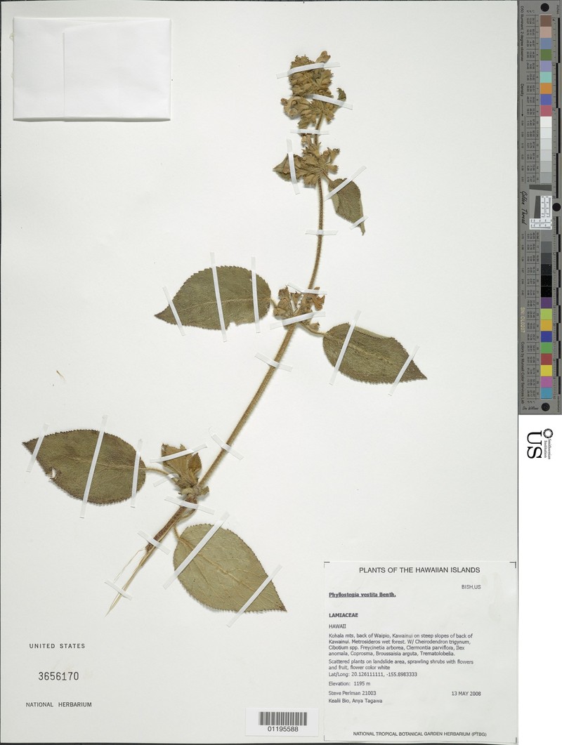 Streambed Phyllostegia photo 2