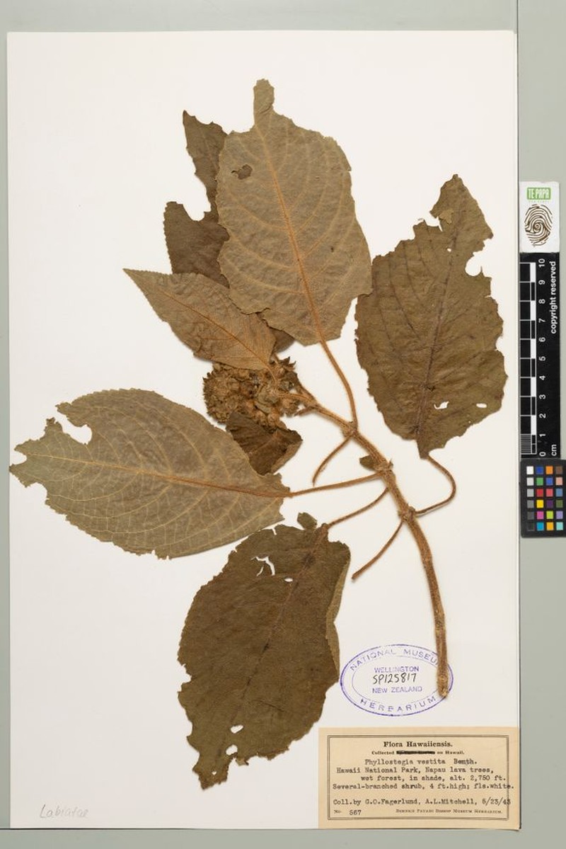 Streambed Phyllostegia photo 4