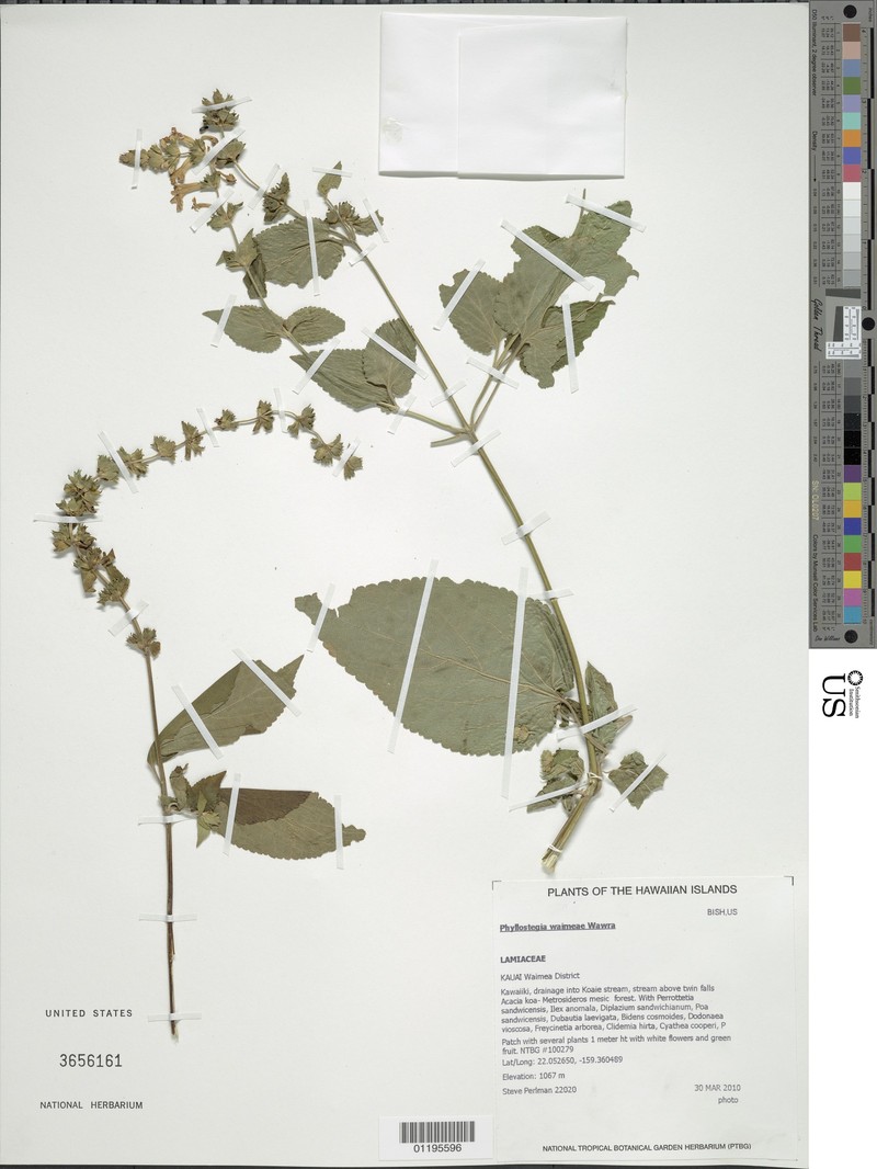 Kauai Phyllostegia