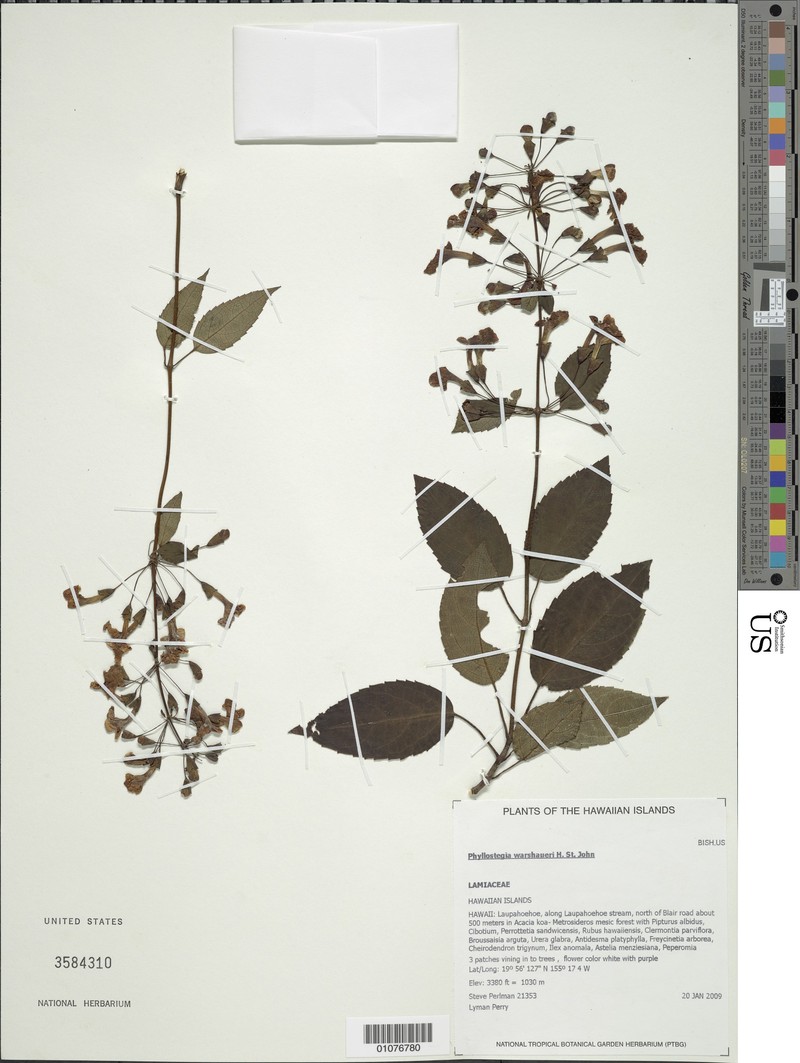 Laupahoehoe Phyllostegia