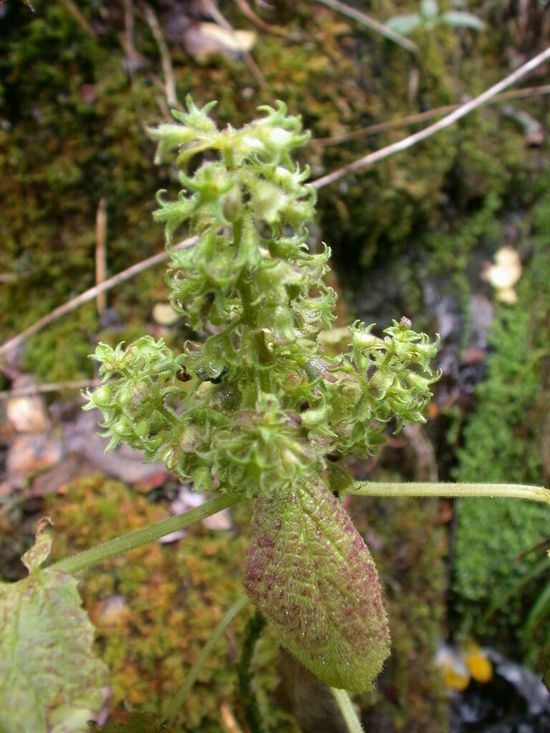 Fuzzystem Phyllostegia