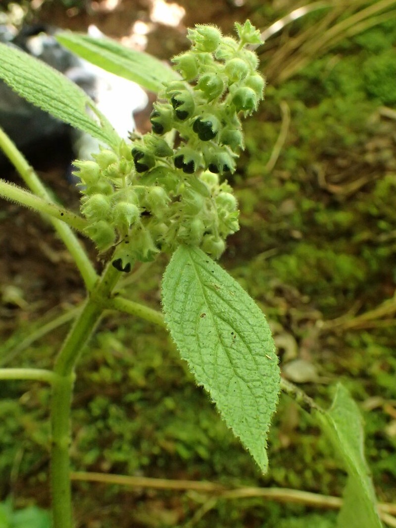 Fuzzystem Phyllostegia photo 2