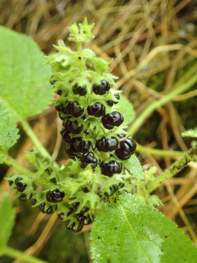 Fuzzystem Phyllostegia photo 3