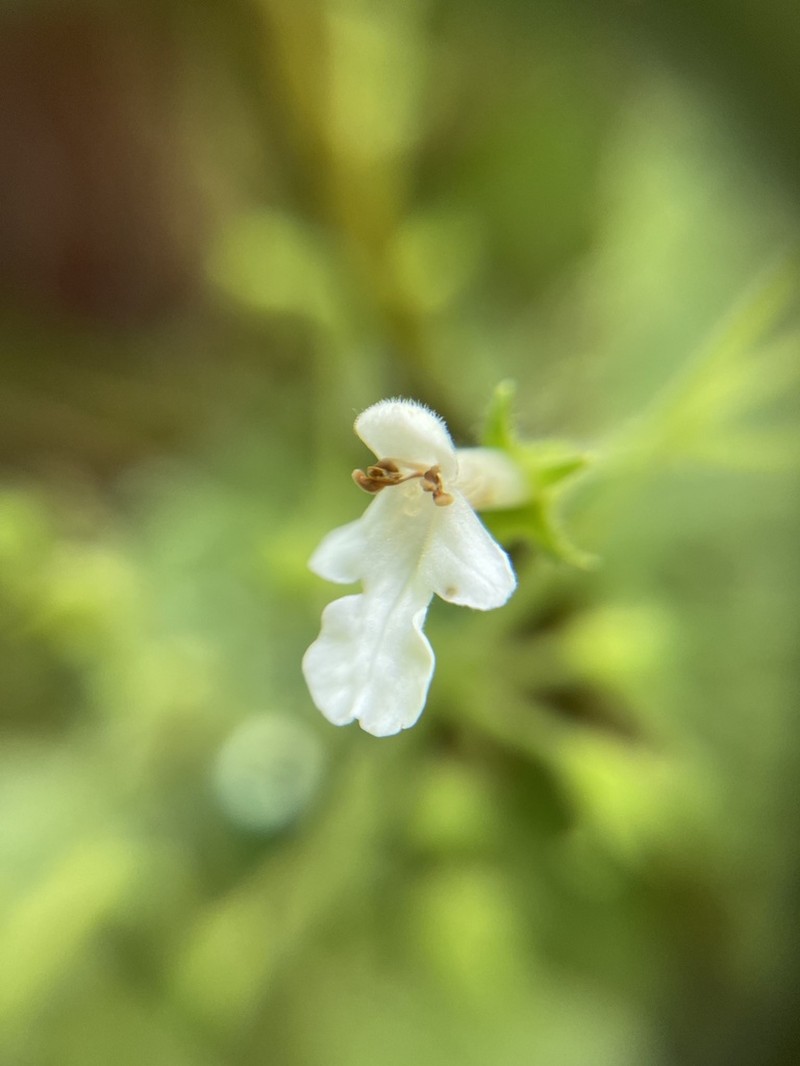 Fuzzystem Phyllostegia photo 4