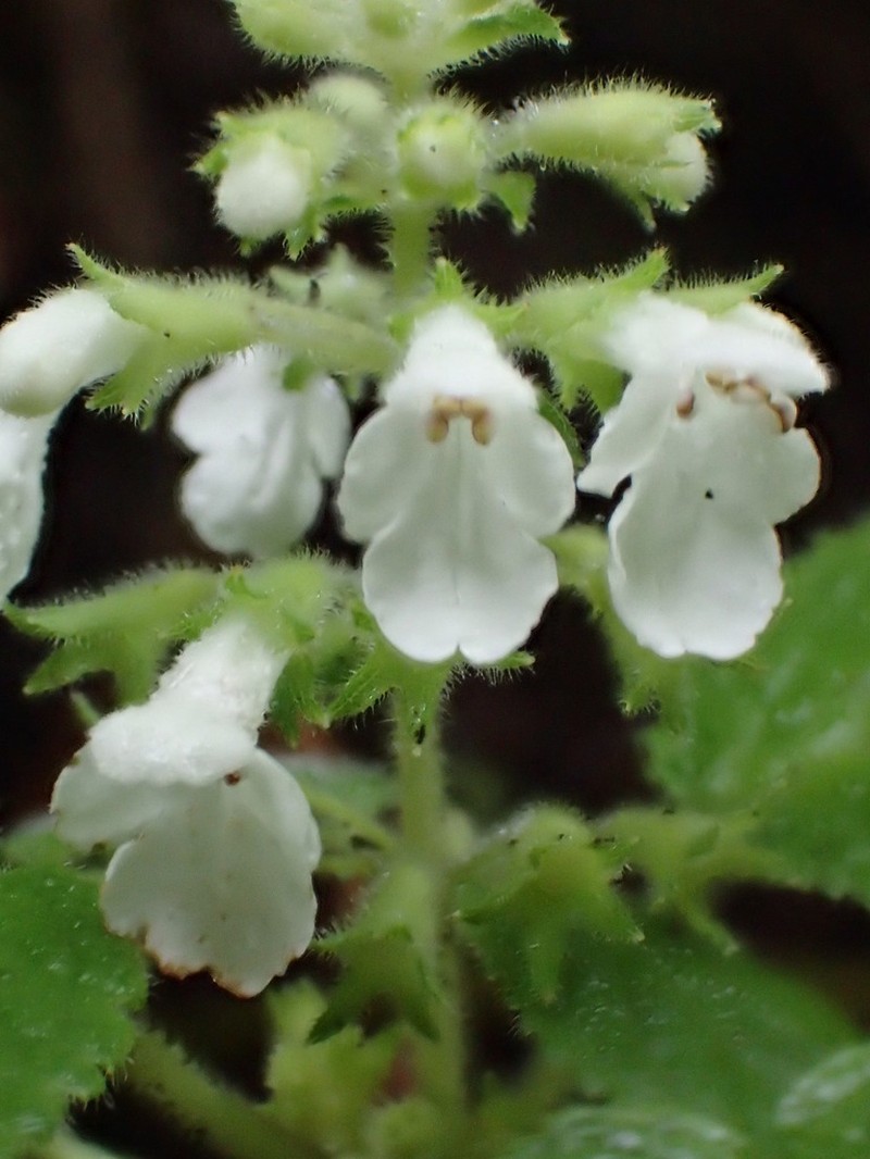 Fuzzystem Phyllostegia photo 8