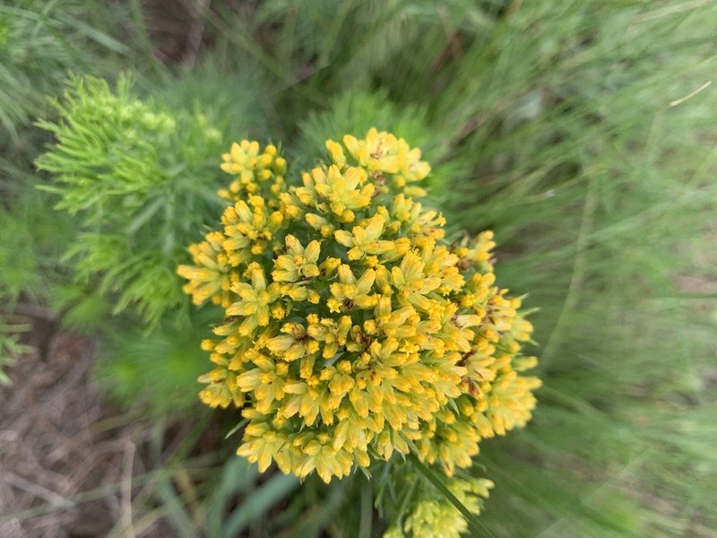 Phymaspermum acerosum