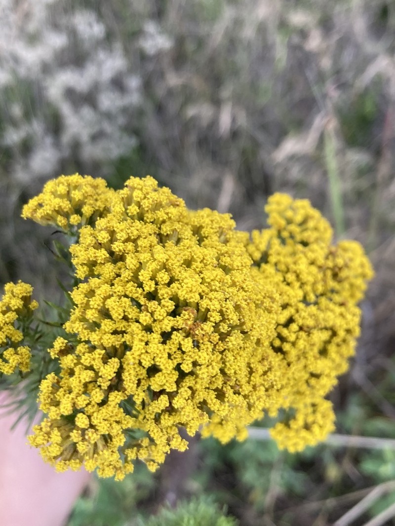 Phymaspermum acerosum photo 2