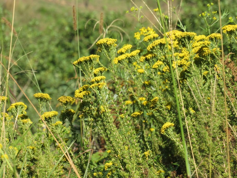 Phymaspermum acerosum photo 3
