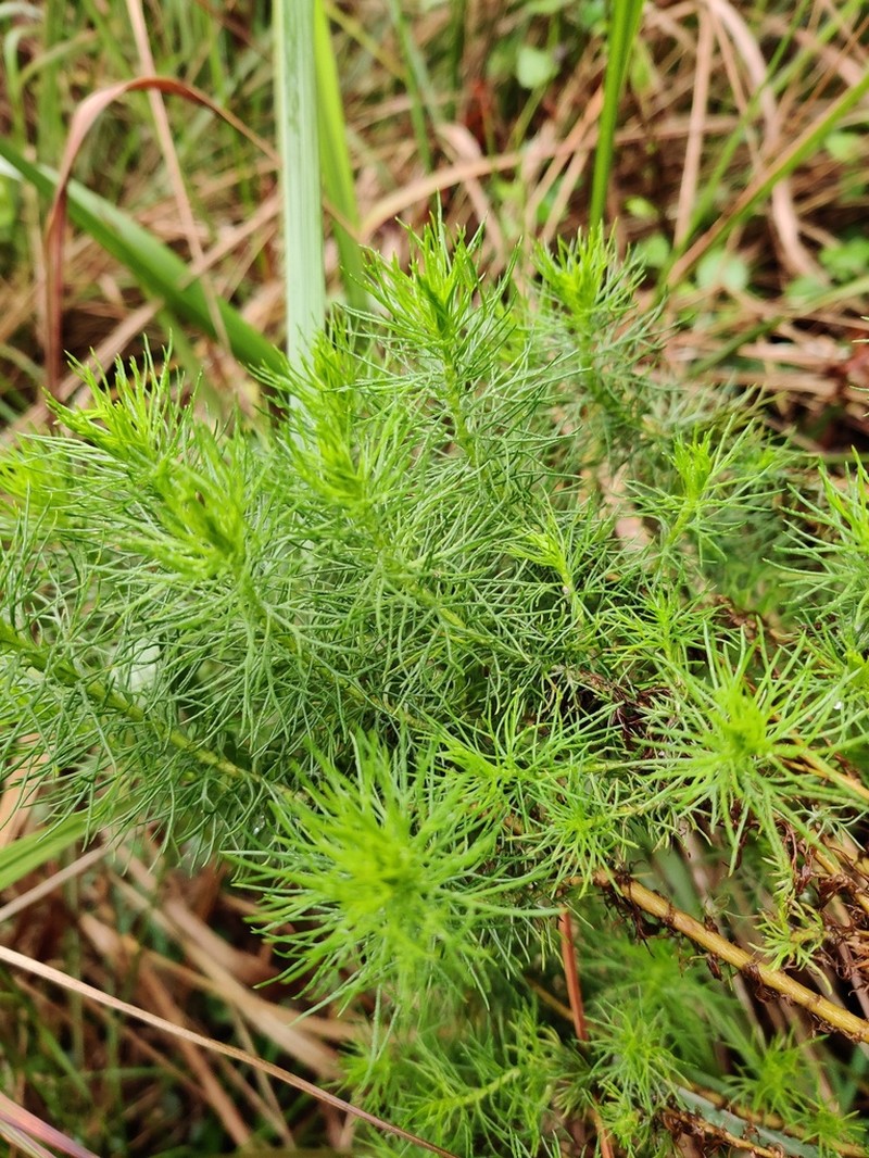 Phymaspermum acerosum photo 4