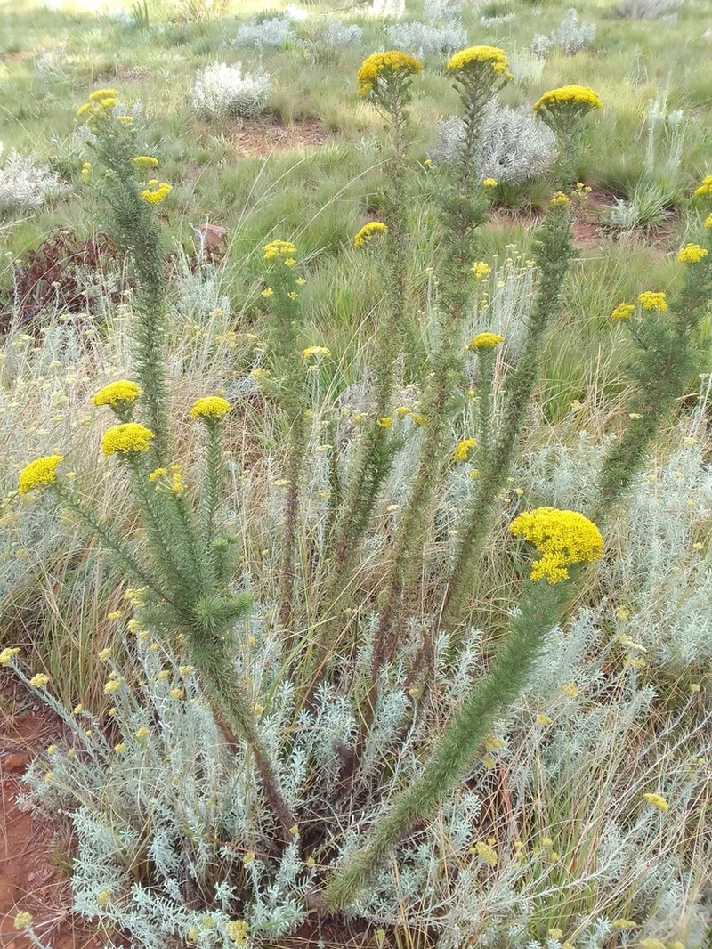 Phymaspermum acerosum photo 5