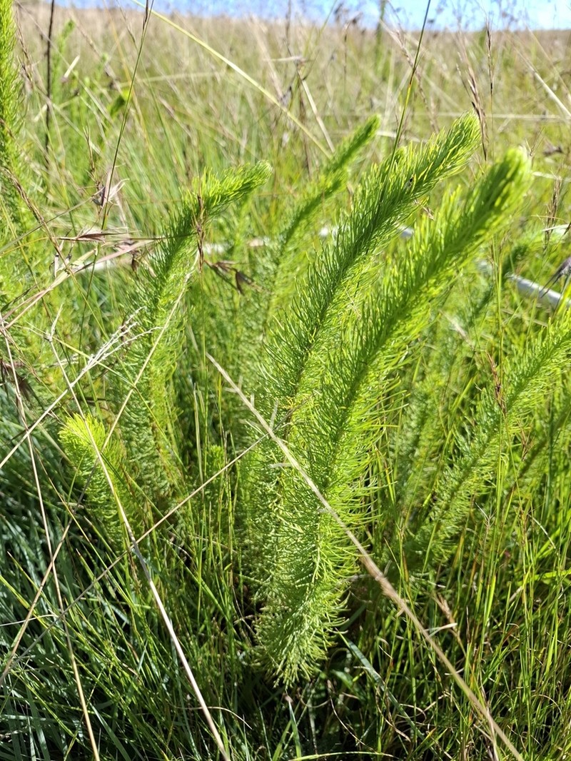 Phymaspermum acerosum photo 6
