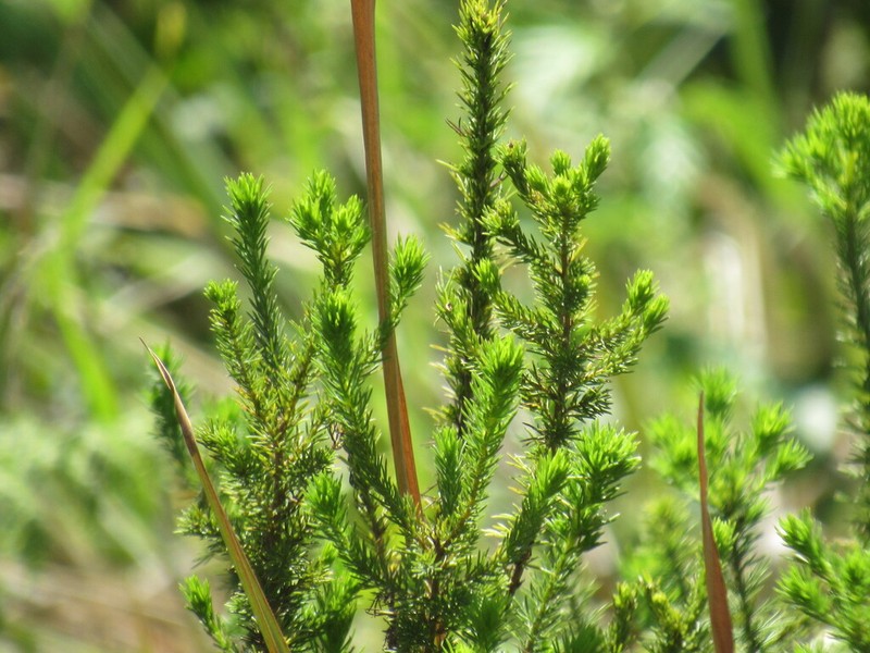 Phymaspermum acerosum photo 7