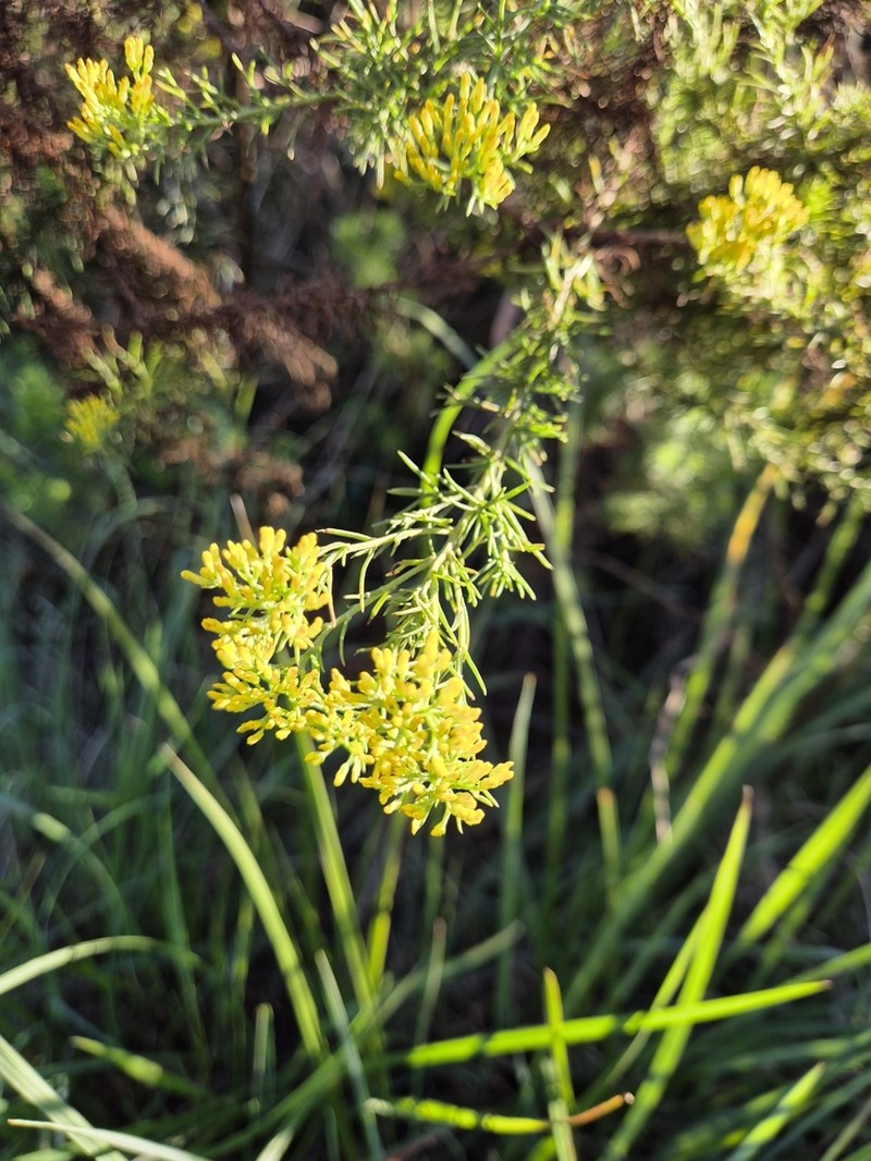Phymaspermum acerosum photo 8