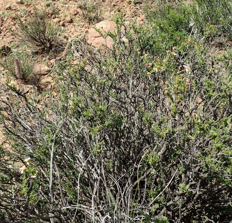 Phymaspermum aciculare