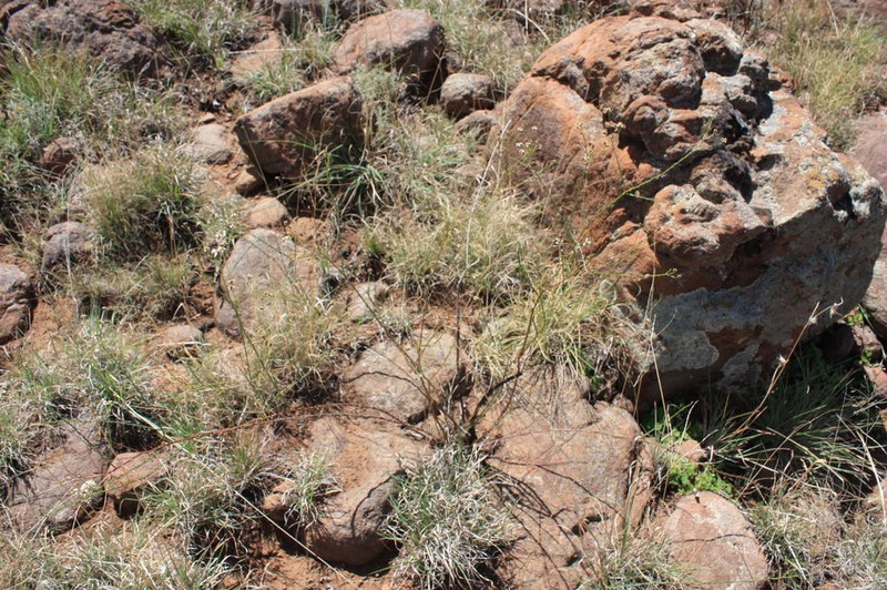 Phymaspermum aciculare photo 2