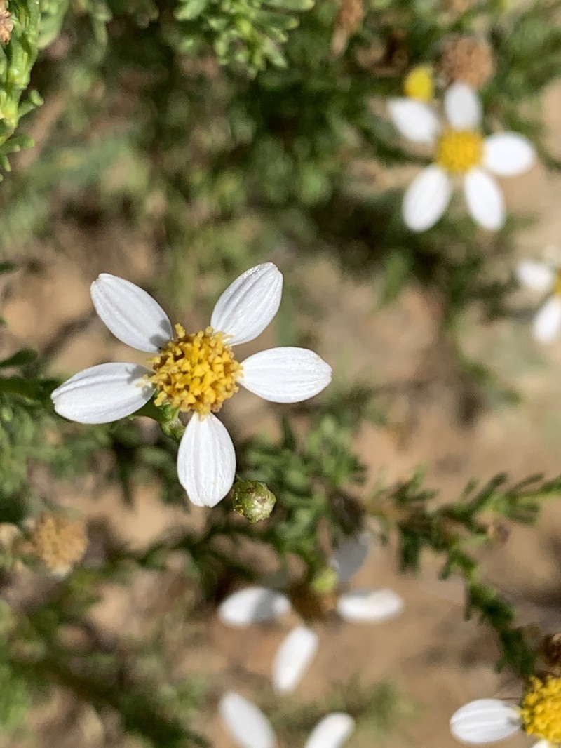 Phymaspermum aciculare photo 4