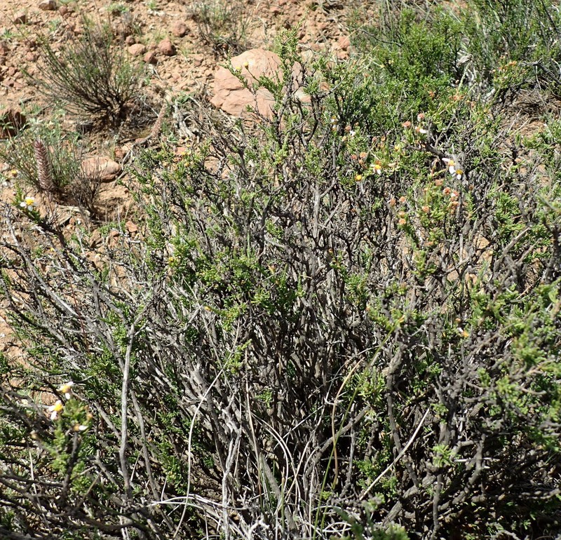 Phymaspermum aciculare photo 5