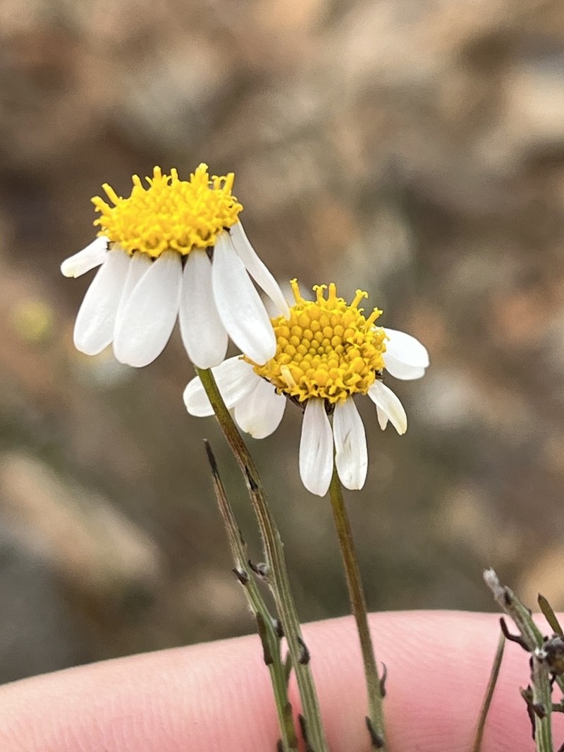 Phymaspermum aphyllum