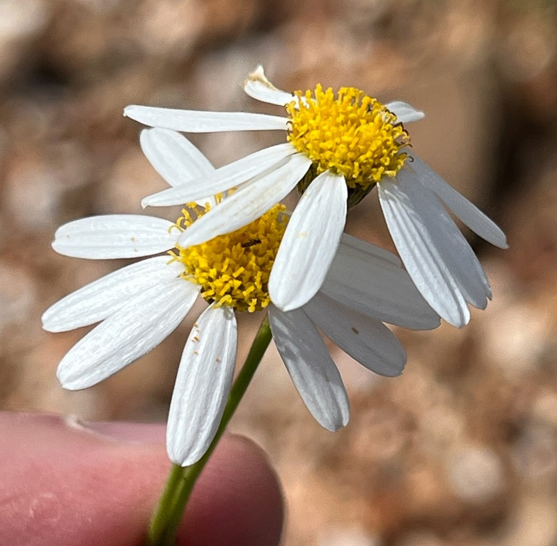 Phymaspermum aphyllum photo 2