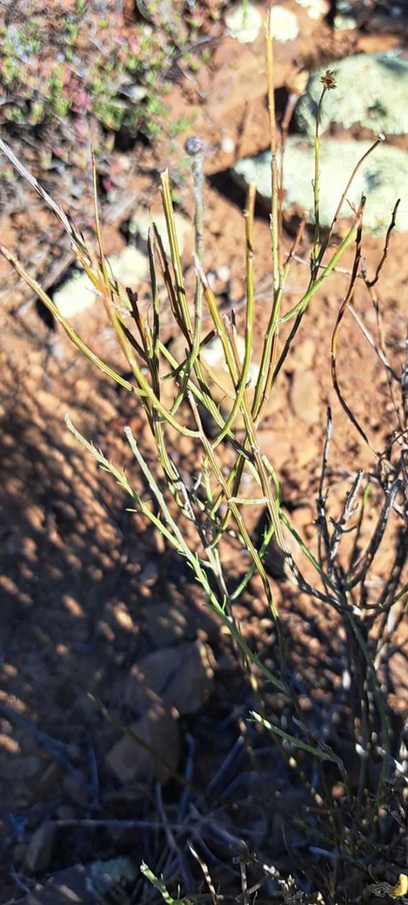 Phymaspermum aphyllum photo 3