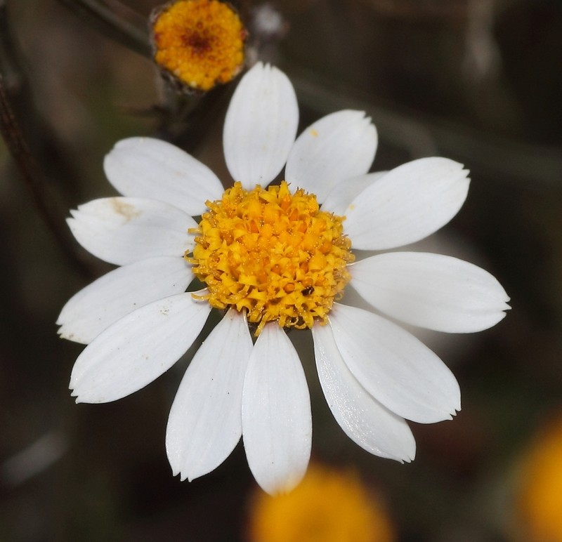 Phymaspermum aphyllum photo 4