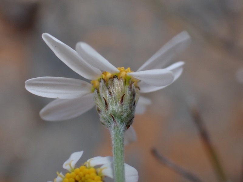 Phymaspermum aphyllum photo 5